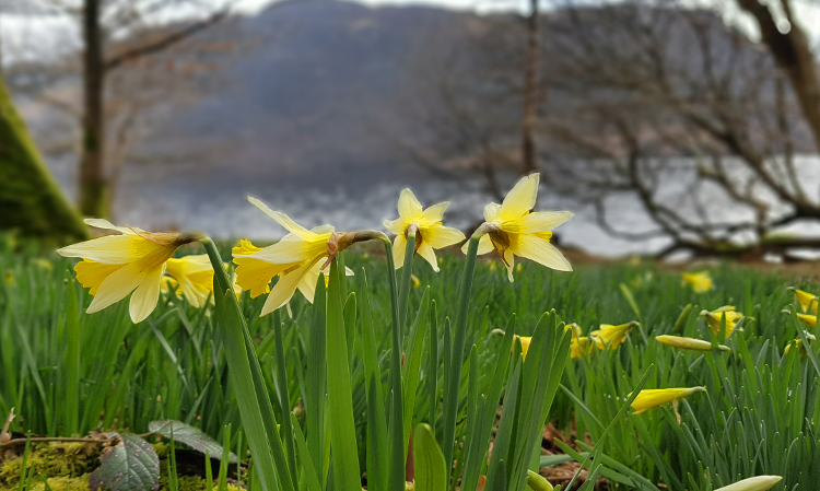 Daffodils in Cumbria